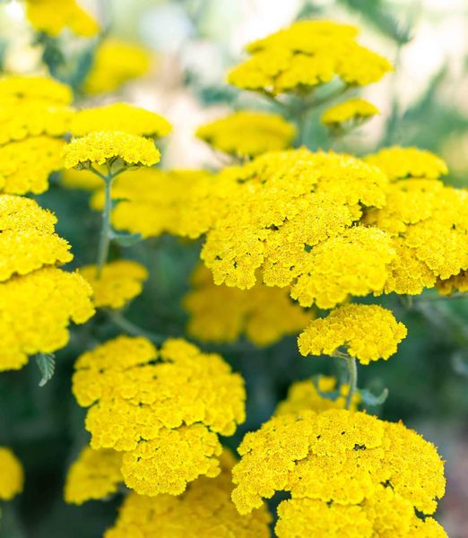 Achillea tomentosa 'Little Moonshine'